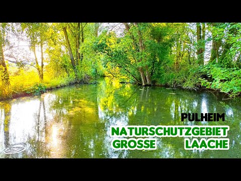 Naturschutzgebiet Große Laache, Orrer Wald, Pulheim, NRW, Deutschland (4K Fors TV)