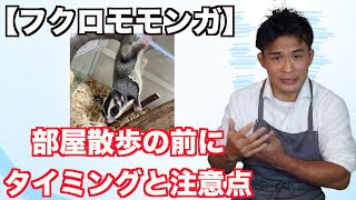 【フクロモモンガ】飼い方・部屋散歩の注意点