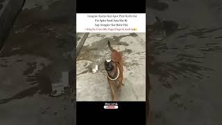 Ab to Imagine Hi Bacha Hai 🥹 #funny #memes #popular #shortsfeed #tweetreels #dog #imagine #dogesh