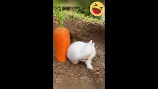 🐰 🐰 Does Bunnies Love To Eat Carrots? ❤️ 🥰 ❤️Nick Chubb Injury India IOS 17 PWHL Ariana Grande F-35 by Chuckles, Challenges, and Curiosities No views 7 months ago 48 seconds
