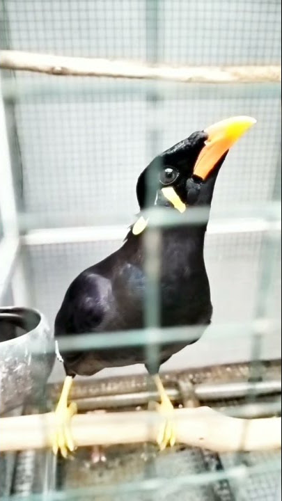 burung beo pintar berdzikir 🙏