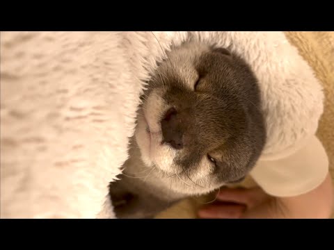 ??????? ?????????????????????? Otter and cat sleeping on New Year's Eve
