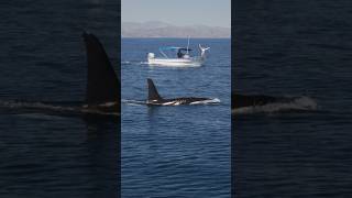 A WILD ORCA FOLLOWING MY BOAT! 🤍🖤 #shorts #orca #ocean