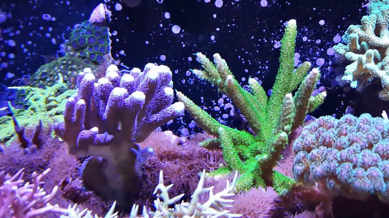 Red Sea REEFER 250. 17 months. NO WATER CHANGES!!!