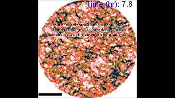 Enhancement of Chemotactic Cell Aggregation by Haptotactic Cell-To-Cell Interaction
