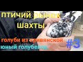 Голуби из ст.Кривянской. Юный голубевод. Птичий рынок Шахты. Ч 3. Pigeon market.