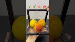 Will All Peach Fit