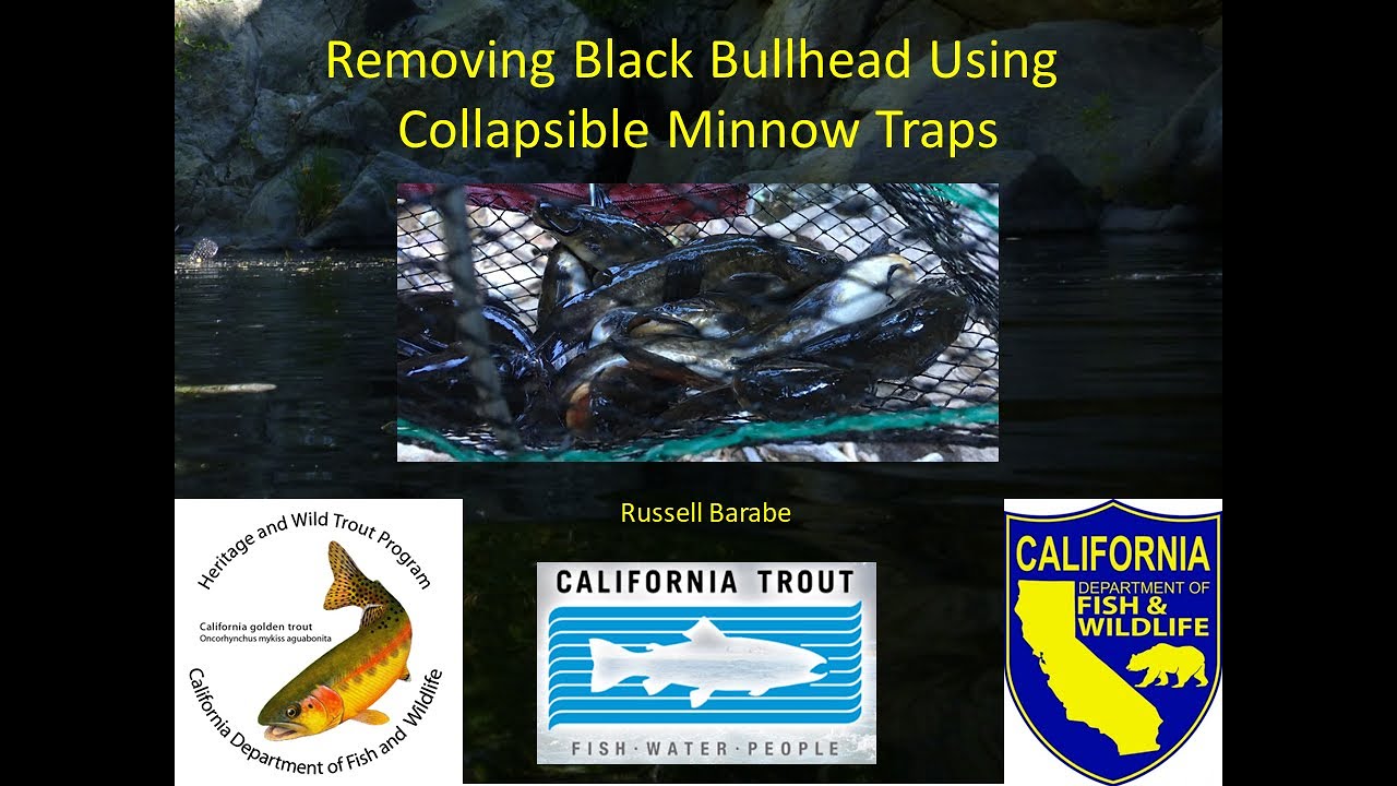 Removing Black Bullhead Using Collapsible Minnow Traps 