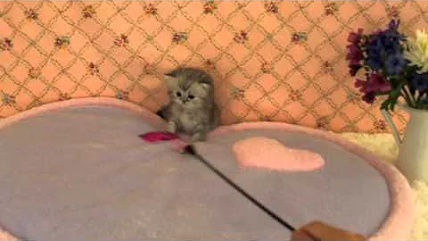 Watch the video about Persian Kitten for Sale~Silver Tabby Persian Hazel, 1 month old