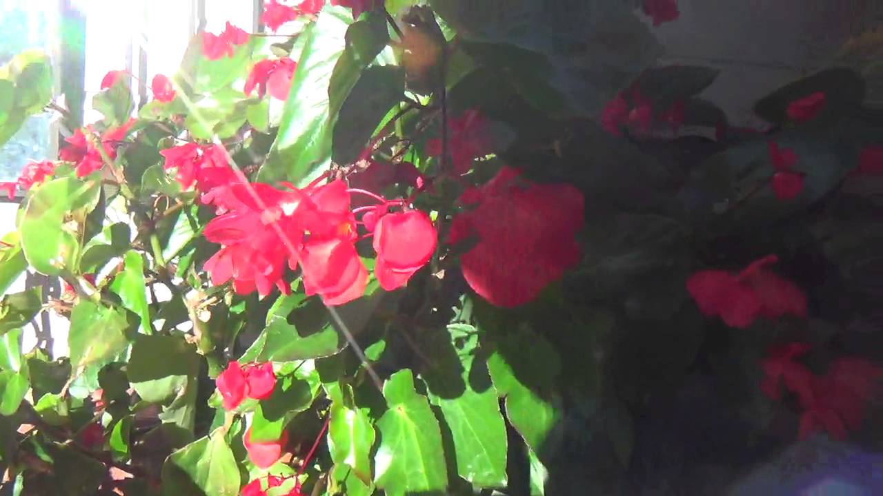 Dragon Wing Begonia - YouTube