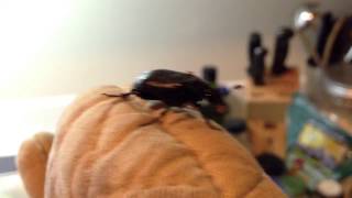 Endangered Black Water Digging Beetle - Nicrophorus Nigrita