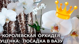 видео королевская орхидея уход