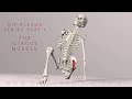 Hip Flexor Series Part 1: The Iliacus Muscle (3D Animation)