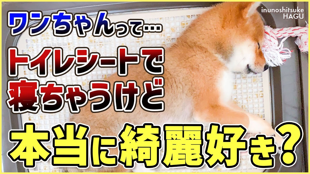 カスタムブライス 退かし 幼い かわいい 海外作家様 微笑む猫ちゃん 