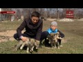 Алматы облысында 15 жасар бала қасқырды итке айналдырмақ (31.03.17)