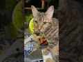 This is so true 😂 #cat #catvideos #funnycat #beautifull #bangle