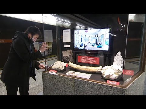شاهد: العثور على ناب ماموث أثناء أعمال بناء أحد خطوط مترو الأنفاق في فيينا