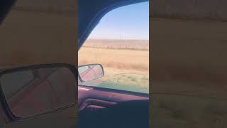 Cotton fields Cotton fields