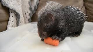 African Crested Porcupines