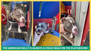 The American Bully is always a child!  Funny walk on the playground!