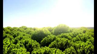 Rendering 100's Of Trees In Maya