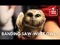 Banding Saw whet Owls