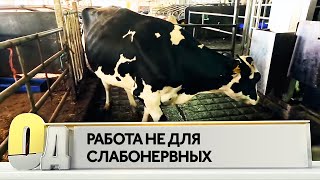 Работа не для слабонервных(Ведущий ассистирует хозяйке молочной фермы при искусственном осеменении коровы. Слабонервным лучше не..., 2016-06-26T09:00:01.000Z)