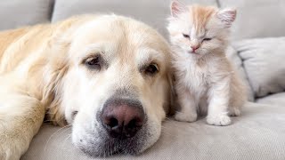 Golden Retriever and Kitten Attacked by a Sweet Sleep [Try Not To Laugh]