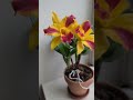 How to care for your first Cattleya Orchid &amp; get it to bloom 🌸 #cattleya #orchid #orchidcare