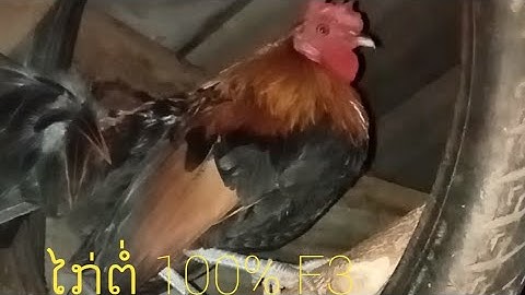 qaib dib txyam qaib qus pom 3 ไก่ป่า100% F3