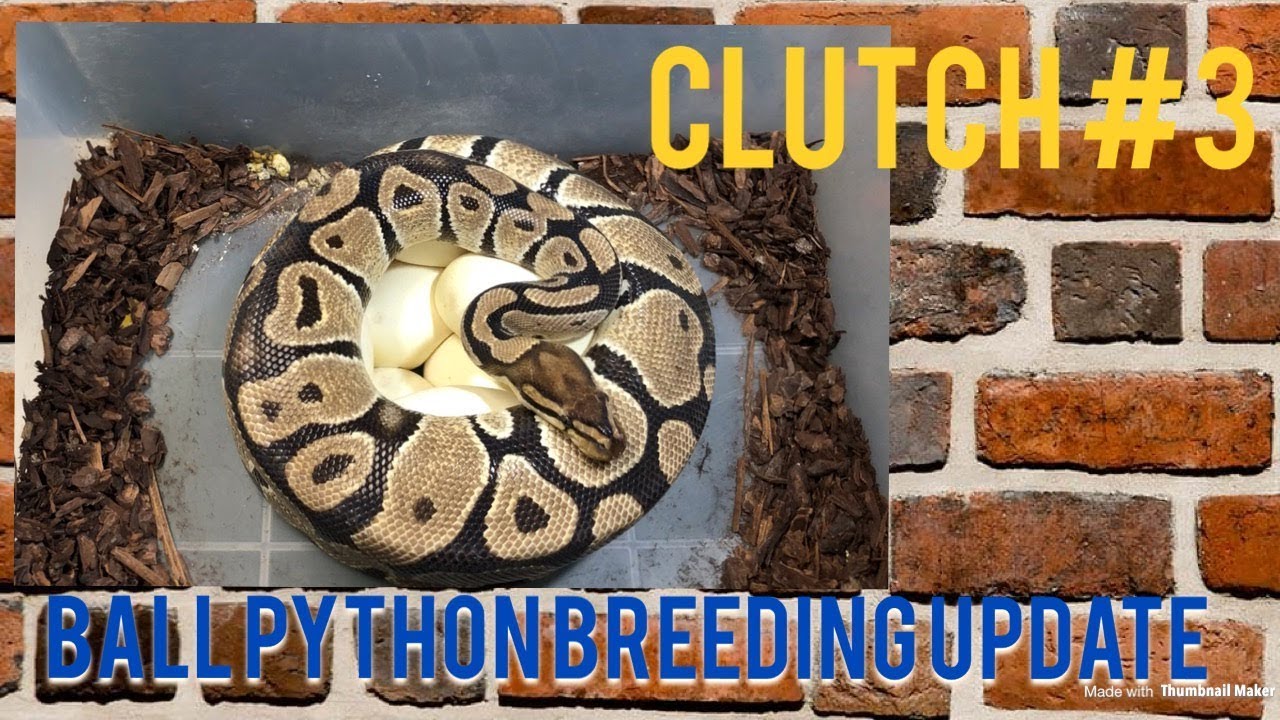 pet snakes and dogs Breeding Update: CLUTCH #3 just DROPPED!!!