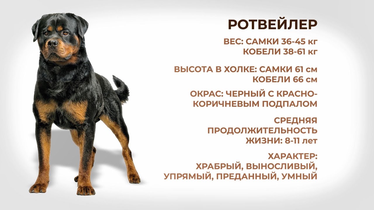Собаки и люди: порода ротвейлер - YouTube