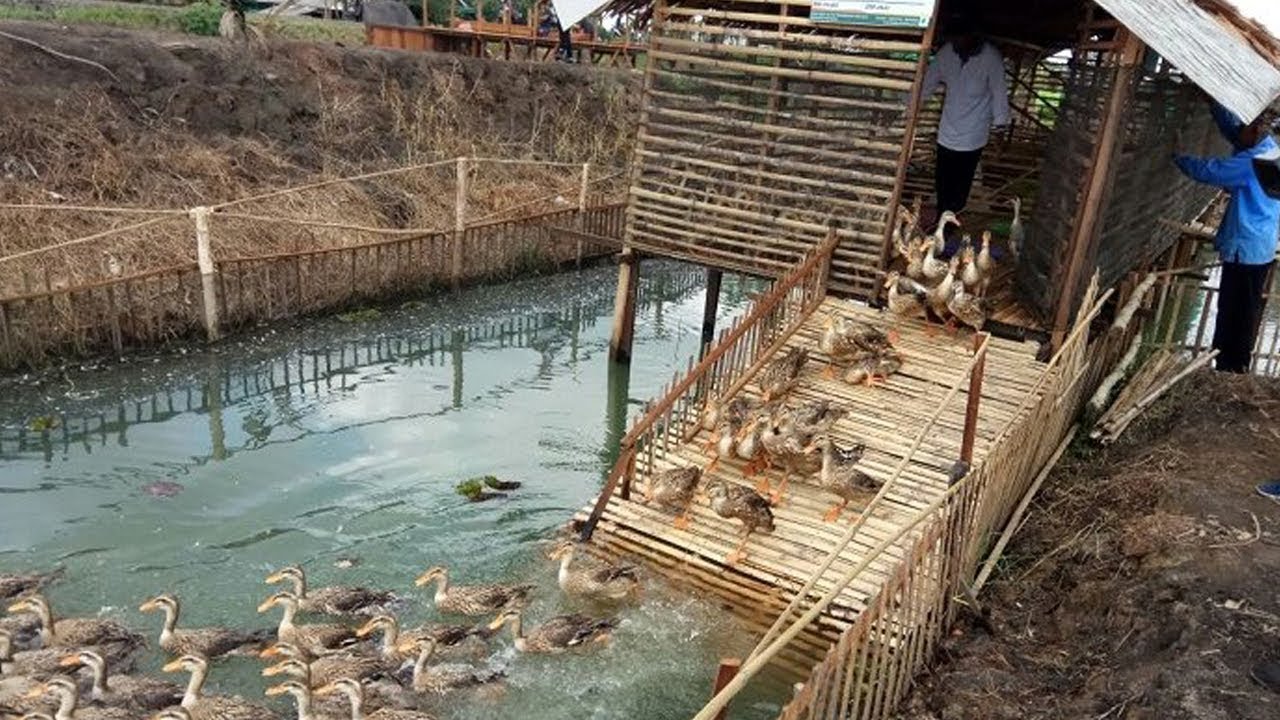 Rangkaian Acara Puncak Peringatan Hari Pangan Sedunia HPS ...