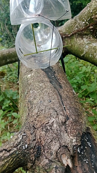 Survival Skills: bird trap using plastic bottle #trap #survival #bushcraft