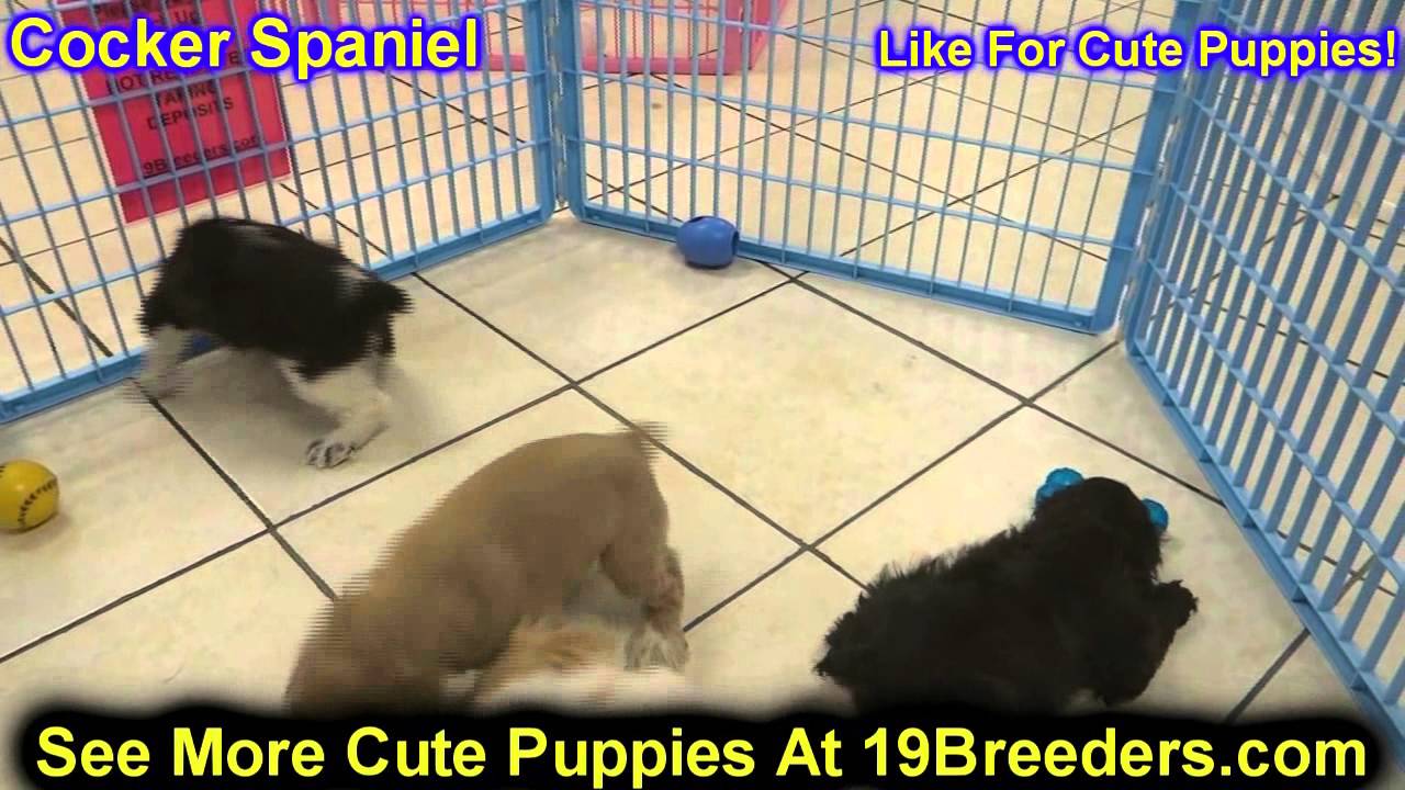 Cocker Spaniel, Puppies, For, Sale, In, Boise City, Idaho, ID, Rexburg