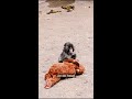 Why we all love Punch the monkey