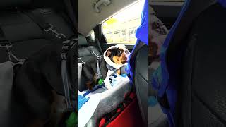 Celebrity POV: Everything was fine... Until you mentioned a certain word 🐶😅 Wealth
