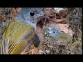 Grey-headed canary-flycatcher Brids Baby in the nest[ Review Bird Nest ]