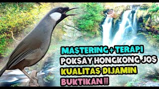 MASTERAN POKSAY HONGKONG - SUARA BURUNG POKSAY HONGKONG GACOR MANTAP