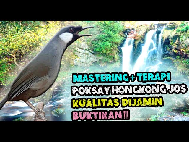 MASTERAN POKSAY HONGKONG - SUARA BURUNG POKSAY HONGKONG GACOR MANTAP class=