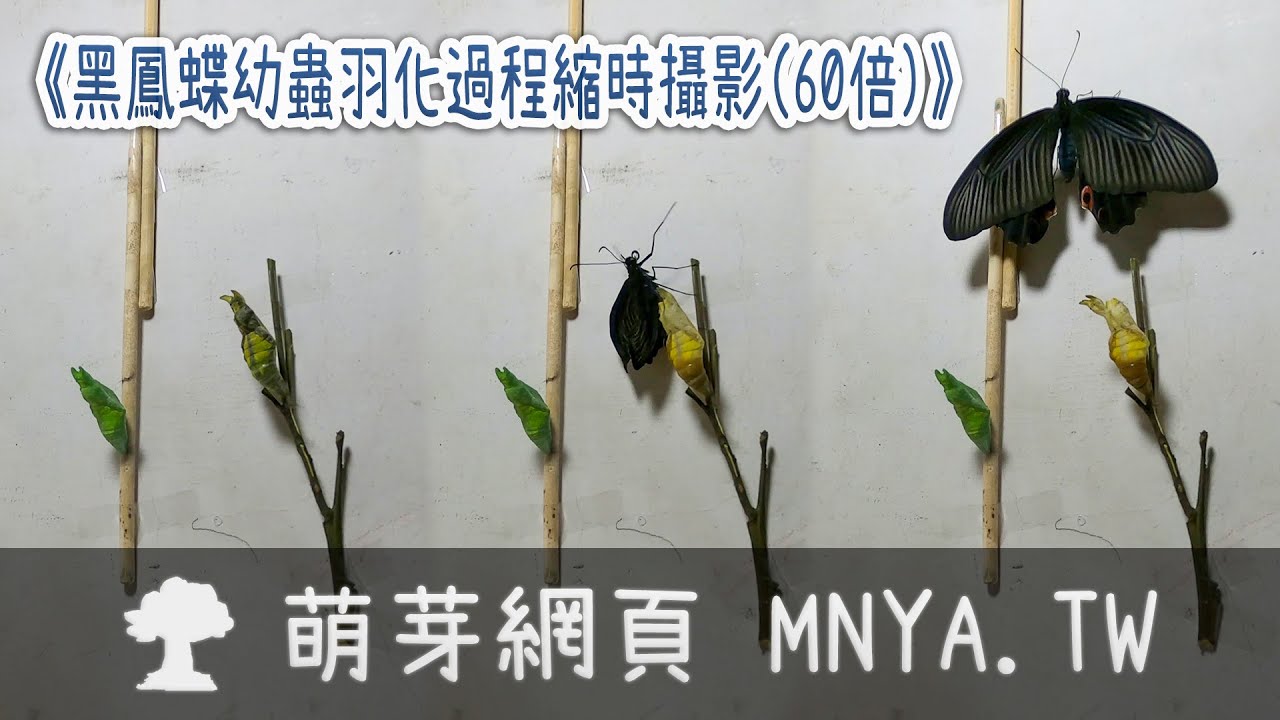 ᴷ 2510黑鳳蝶幼蟲羽化過程縮時攝影 60倍 Youtube