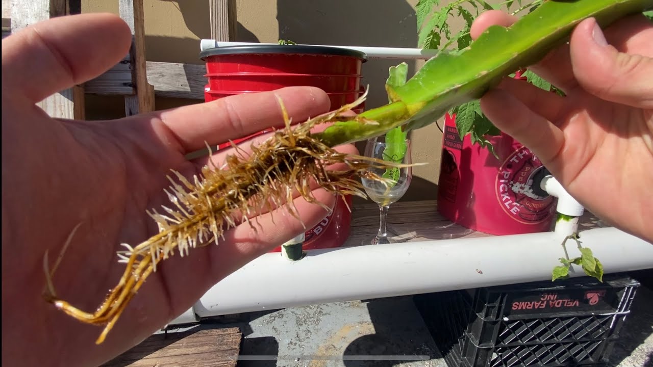 Rooting Dragon Fruit in Hydroponics vs Water Part 2 YouTube