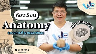 ห้องเรียน Anatomy : กายวิภาคของสมอง | We Mahidol