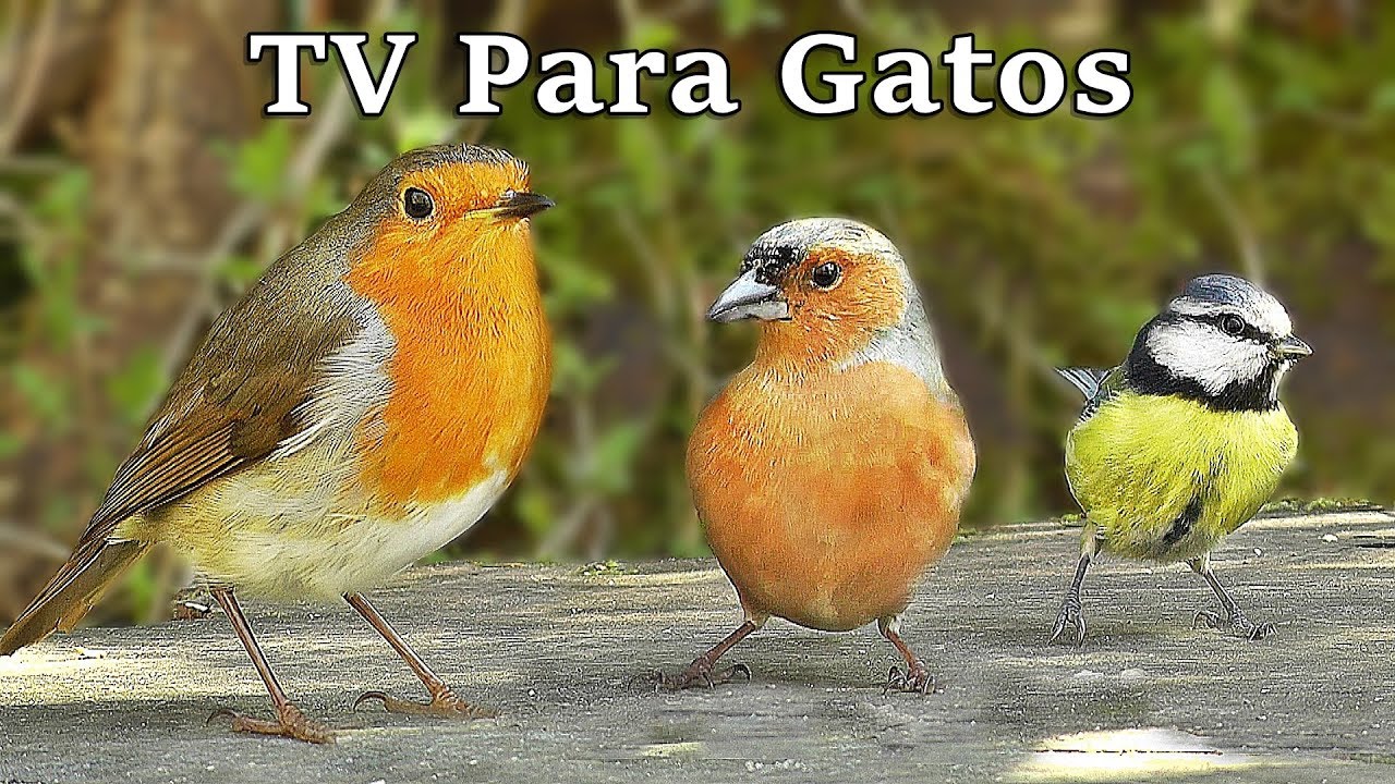 TV Para Gatos : Pájaros en Todas Partes