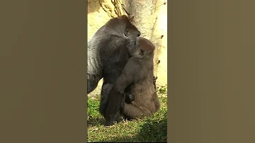 227 ゴリラ D Jeeco Family Shorts 金剛猩猩 2023Taipei Zoo 台北動物園 