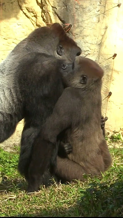 227#ゴリラ | D'jeeco Family 🦍 #shorts 【#金剛猩猩】 #2023Taipei Zoo 台北動物園