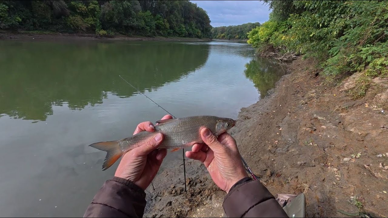 HALDOKLIK A TITKOS HELY - Feeder horgászat a Tiszán.