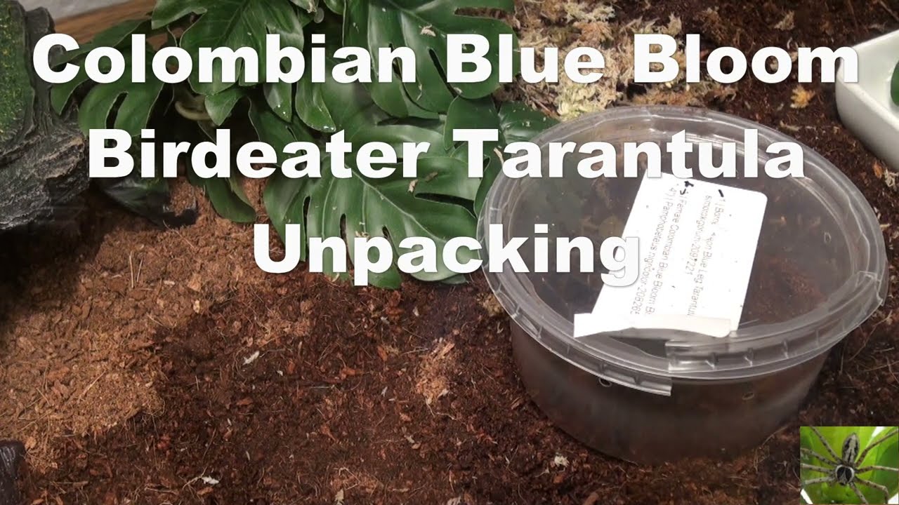 Colombian Blue Bloom Birdeater Tarantula Unpacking (Pamphobeteus nigricolor)