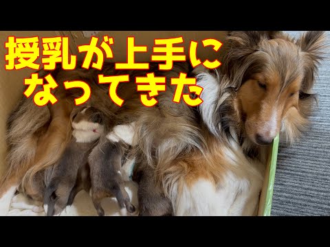 【シェルティ】授乳が上手になってきた🍼【子育てママ】