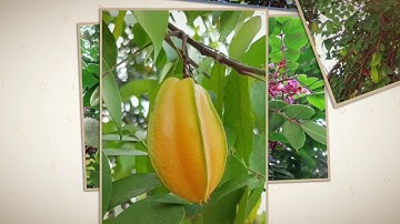 Cây khế -Starfruit tree